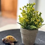 Heart Of Americas Charming Tenerife Apartament Costa Adeje (Tenerife)